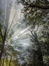 Sun rays of light and smoke in New Forest Royalty Free Stock Photo