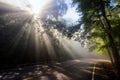 sun rays through mist and forest on road Royalty Free Stock Photo