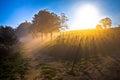 Sun rays in morning fog vineyard view