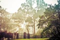 Sun rays in the morning mist. Beautiful landscape of garden fence and eucalyptus trees in Australia. Royalty Free Stock Photo