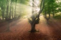 Sun rays in Otzarreta forest Royalty Free Stock Photo