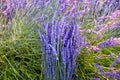 Sun rays over a bouquet of lavender Royalty Free Stock Photo