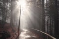 Sun rays over forest road in autumn decor