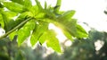 Sun rays over papaya leaf close up Royalty Free Stock Photo