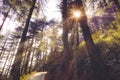 Sun rays pass through tall coniferous trees and lush foliage at Dharamkot,