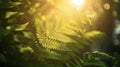 Sun rays peeking through the leaves of a fern creating a mesmerizing pattern of light and shadow Royalty Free Stock Photo
