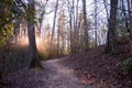 Sun rays peeking through trees in forest sunset Royalty Free Stock Photo