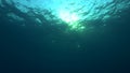 Sun rays penetrate at sunset through the surface of the water. Underwater light creates a beautiful veil, consisting of sunlight.