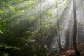 Sun rays penetrating forest