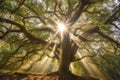 sun rays piercing through oak tree canopy Royalty Free Stock Photo