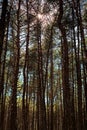 Sun rays through the pine forest Royalty Free Stock Photo