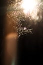 Sun rays through pine needles with dew drops, warm forest glow. Golden sunlight piercing pine branches with sparkling Royalty Free Stock Photo