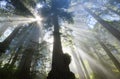 Sun Rays in Redwoods, CA