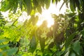 Sun rays scattered through tree branches and green leaf Royalty Free Stock Photo