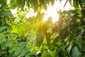 Sun rays scattered through tree branches and green leaf Royalty Free Stock Photo