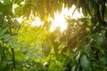 Sun rays scattered through tree branches and green leaf Royalty Free Stock Photo