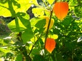 Sun rays shine through bushes of physalis, cape gooseberry. Orange fruit with green leaves