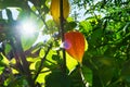 Sun rays shine through bushes of physalis, cape gooseberry. Orange fruit with green leaves