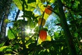 Sun rays shine through bushes of physalis, cape gooseberry. Orange fruit with green leaves