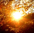 Sun rays shine through foliage of trees during sunset in fall