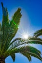 Sun rays shine through palm tree with deep blue sky Royalty Free Stock Photo