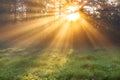 Sun rays shine through trees