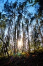 Sun rays shine through the trees in the forest Royalty Free Stock Photo