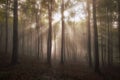 Sun rays shining in a beautiful enchanted forest with fog in summer Royalty Free Stock Photo