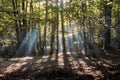 Sun Rays Shining Through Beechwood In Nebrodi Park, Sicily Royalty Free Stock Photo