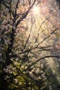 sun rays shining through blossoming tree branches Royalty Free Stock Photo