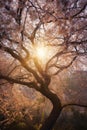 sun rays shining through blossoming tree branches Royalty Free Stock Photo