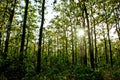 Sun rays shining in the forest