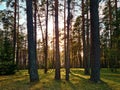 Sun rays shining in forest. Silhouettes of trees and shadows. Sunset among tall pines. Natural landscape Royalty Free Stock Photo