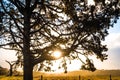 Sun rays shining through large tree branches. Royalty Free Stock Photo