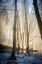 The sun rays shining through leafless trees in a forest in mount Povazsky Inovec, Slovakia