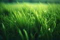 Sun rays shining over overgrown green grass in the field illustration Royalty Free Stock Photo