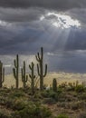 Sun Rays Shining On Stand Of Cactus In Desert