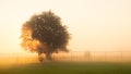 Sun rays shining thru tree in a foggy field at sunrise Royalty Free Stock Photo