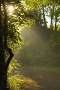 Sun rays shining through trees