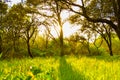 Sun rays shining through trees with defocused green grass field. Royalty Free Stock Photo