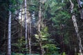 Sun rays shining through the trees during a late summer morning Royalty Free Stock Photo