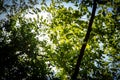 Sun rays shining through trees ,nature background Royalty Free Stock Photo