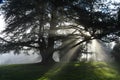 Sun rays shining through trees in Redmond, WA Park