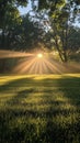 Sun rays shining through trees at sunrise illuminating grassy field Royalty Free Stock Photo