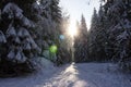 Sun rays shining through a winter forest with sunflares Royalty Free Stock Photo