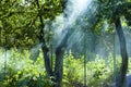 Sun rays in smoke. picnic on vacation and holiday. summer cottage is dacha. Making barbecue in nature near country house. smoke