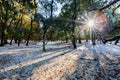Sun rays, snow, shadows and trees Royalty Free Stock Photo