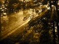 Sun rays streaming through the forest after rain Royalty Free Stock Photo