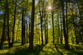 Sun rays in a summer forest in Abramtsevo, Moscow region, Russia