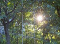 The sun rays at sunset among the leaves of the trees in the garden Royalty Free Stock Photo